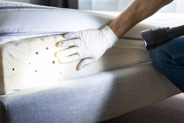 Best Termite Control Services  in Barrington, NJ